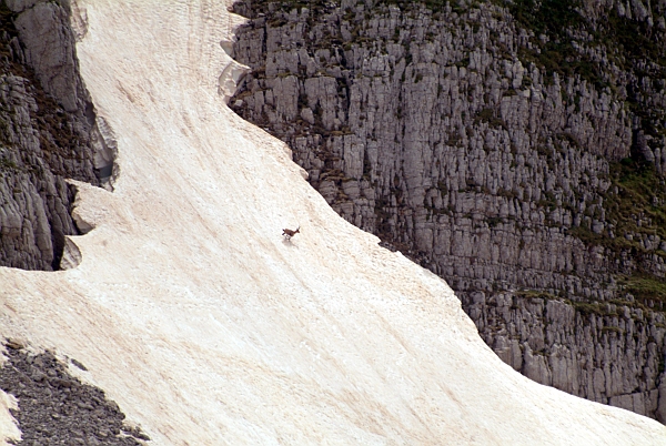 Camoscio d''Abruzzo Rupicapra pyrenaica ornata